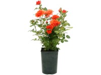 Bienenrose in verschiedenen Farben Topf 2,8 l / 1 Stk. Bienenrose in verschiedenen Farben Topf 2,8 l / 1 Stk.