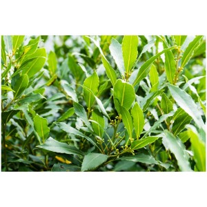 Gros plan d'un laurier noble (Laurus nobilis) avec des feuilles vertes.