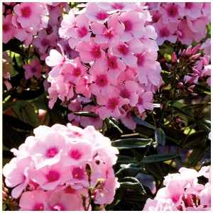 Phlox Bright Eyes bianco-rosa, delicati fiori rosa con centro rosa. Bulbo da fiore per aiuole e vasi.