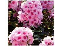 Grow by OBI Phlox Bright Eyes Blanc Rose 1 pc