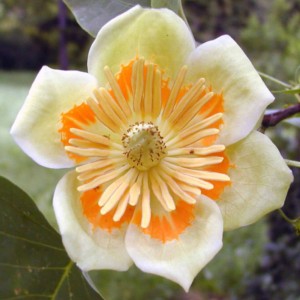 Fiore dell'albero dei tulipani americano (Liriodendron tulipifera) con petali giallo-arancio.