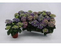 Bauernhortensie Hydrangea macrophylla 3 - 4 Dolden zweifarbig Topf Ø 10 cm / 1 S