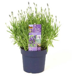 Lavande Felice en pot, fleurs violettes et feuilles vertes. Plante d'été parfumée pour jardin et balcon.