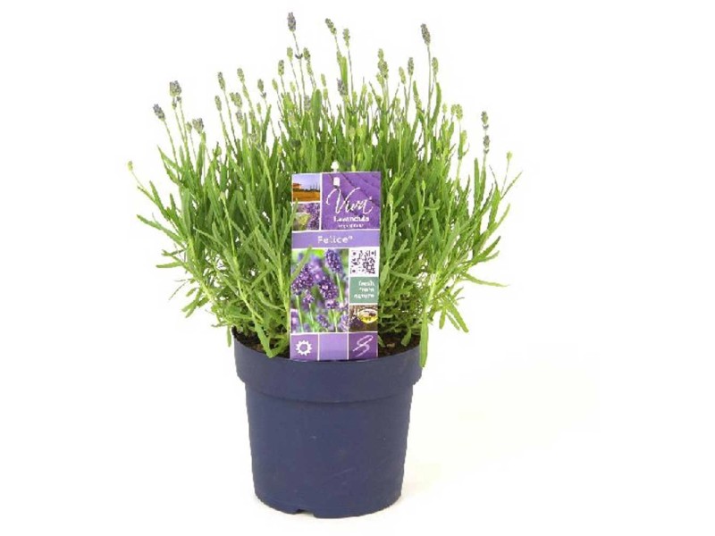 Lavendel Felice Lavandula angustifolia Topf Ø 15 cm kaufen bei OBI
