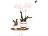 Geschenkset Phalaenopsis Lush Life Geschenkset Phalaenopsis Lush Life