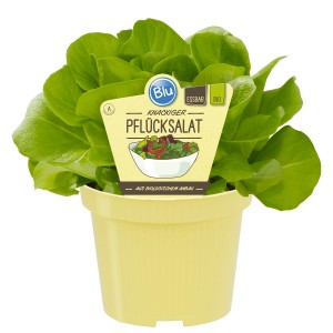 Blu Laitue à couper bio en pot, légumes feuilles frais pour salade.