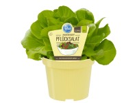 Pflück-Salat Topf-Ø ca. 12 cm Lactuca