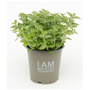 Origano biologico (Origanum vulgare) in vaso, erba aromatica per giardino e cucina.