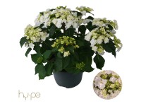 Bauernhortensie Wedding Gown Hydrangea Topf Ø 23 cm