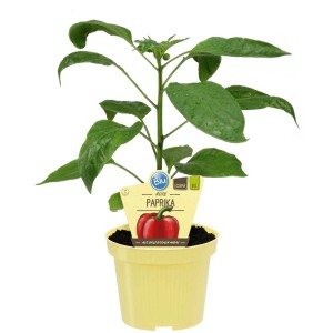 Plant de poivron rouge Blu Bio en pot (environ 15 cm Ø).