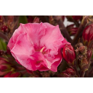 Gros plan d'une fleur d'oléandre rose GROW by OBI en pot.