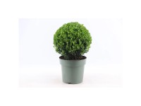 Japanische Stechpalme Jenny Ilex crenata Topf Ø 17 cm