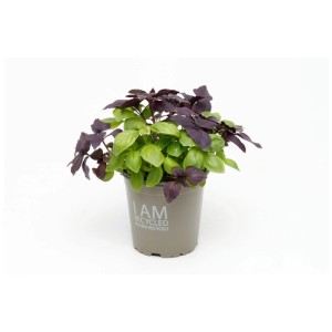 Basilic bio rouge-vert en pot, feuilles bicolores. Herbe aromatique pour cuisine et balcon.