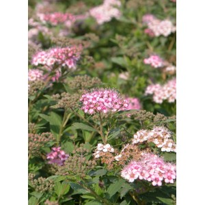 Arbusto di spirea in fiore con fiori rosa, alto circa 20-40 cm in vaso da 4 l.
