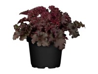 GROW by OBI Purpurglöckchen Heuchera Hybride Topf Ø 19 cm