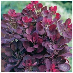 Arbre à perruque Lilla® en pot : Arbuste ornemental aux feuilles rouge-violet et à la couleur automnale décorative.