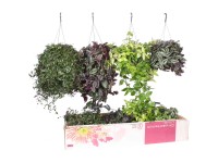 Dreimasterblume Tradescantia im Ampeltopf Topf Ø 17 cm