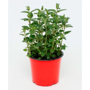 Menta fragola (Mentha species) bio in vaso rosso, diametro 13 cm.