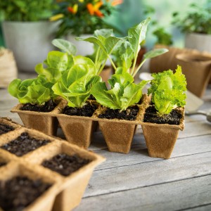 Pots de semis carrés, 6x6 cm, lot de 24 avec de jeunes plants de laitue sur une table en bois.