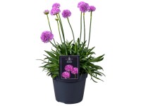 Grasnelke Dreameria Armeria pseudoarmeria Topf Ø 15 cm
