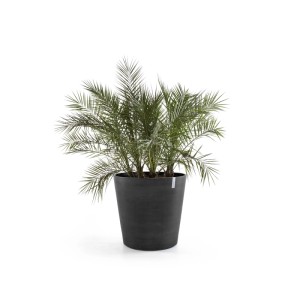 Vaso per piante Ecopots Amsterdam grigio scuro con ruote, 60x56 cm, piantato con una pianta verde.