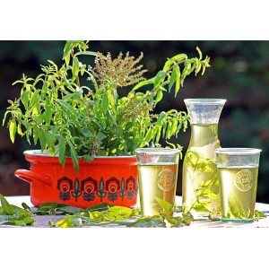 Blu Verveine citronnelle bio en pot avec boissons. Herbe aromatique de cuisine au parfum citronné.