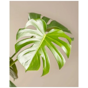 Grande Monstera deliciosa verte comme plante d'intérieur.