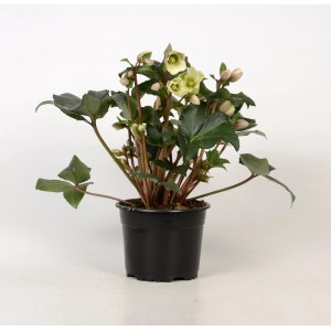 Hellébore 'Winter Gold Glow' en pot avec fleurs jaune pâle et feuilles vertes.