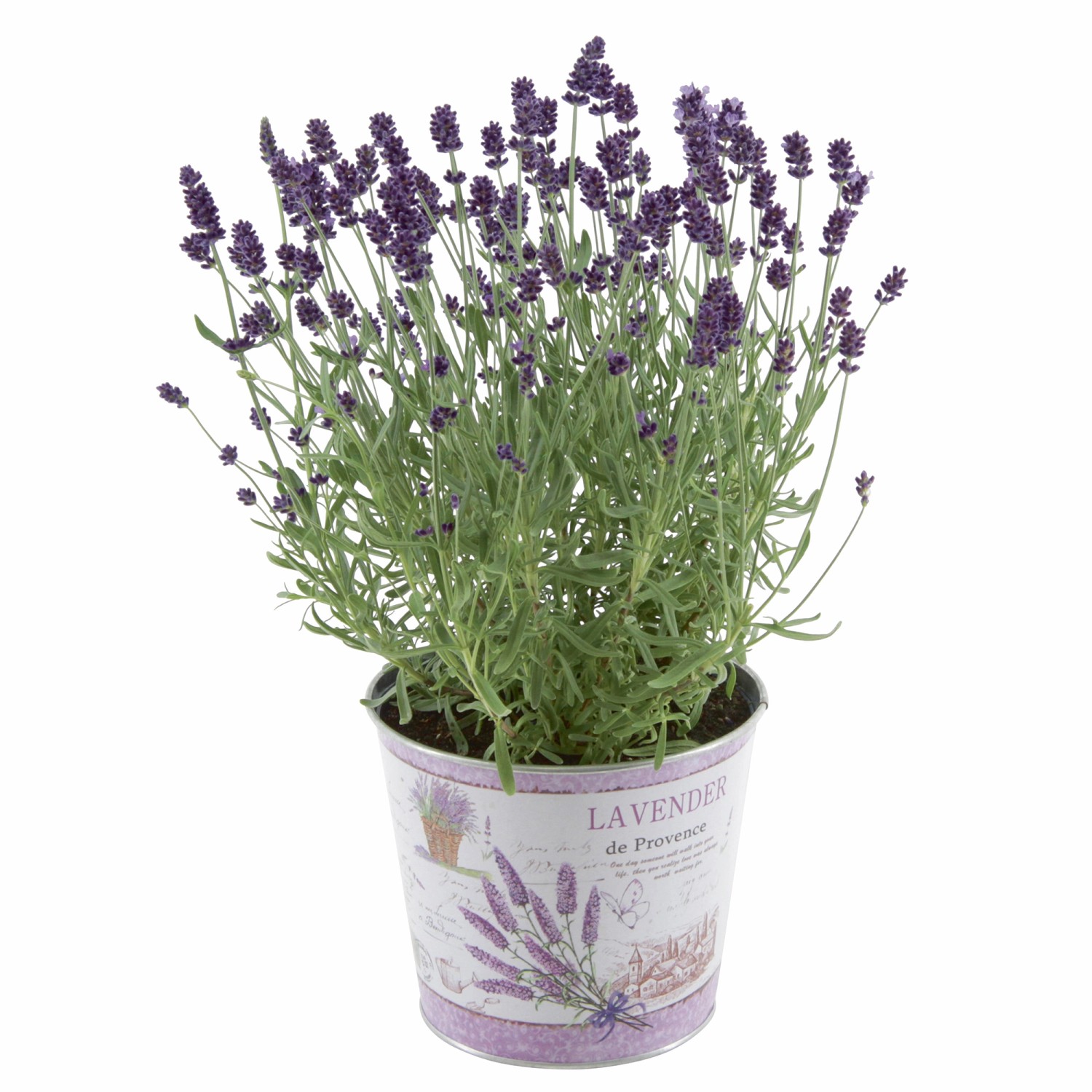 Lavandula Angustifolia "Felice" in Zink kaufen bei OBI