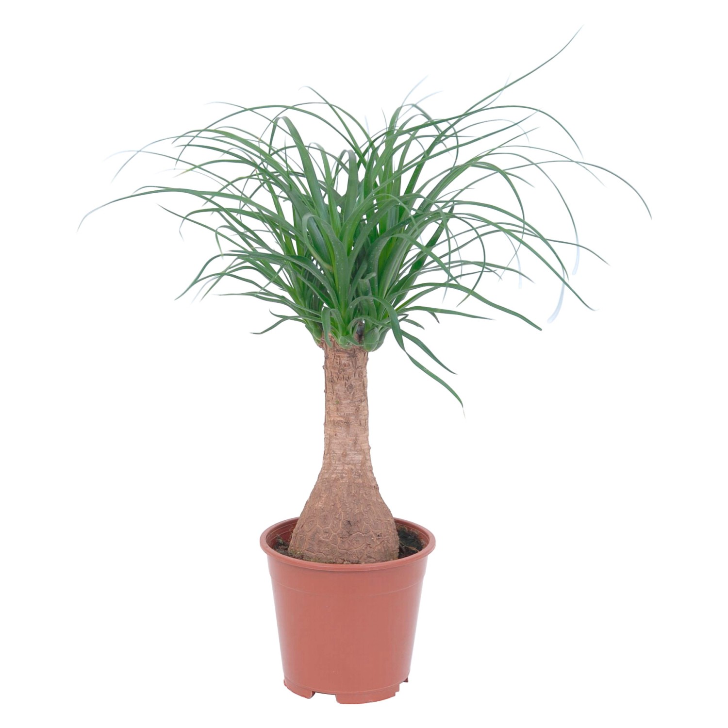 Elefantenfuss Topf Ø ca. 14 cm kaufen bei OBI