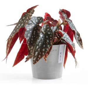 Pot de fleurs Ecopots Amsterdam Mini, gris-blanc, 13 cm, avec plante.
