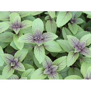 Blu Basilic arbustif bio en pot, feuilles vertes avec des accents violets. Herbes de cuisine pour le jardin.