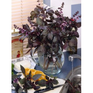 Basilic violet (Ocimum basilicum) dans un verre, avec des oranges et du fromage sur une table de cuisine.