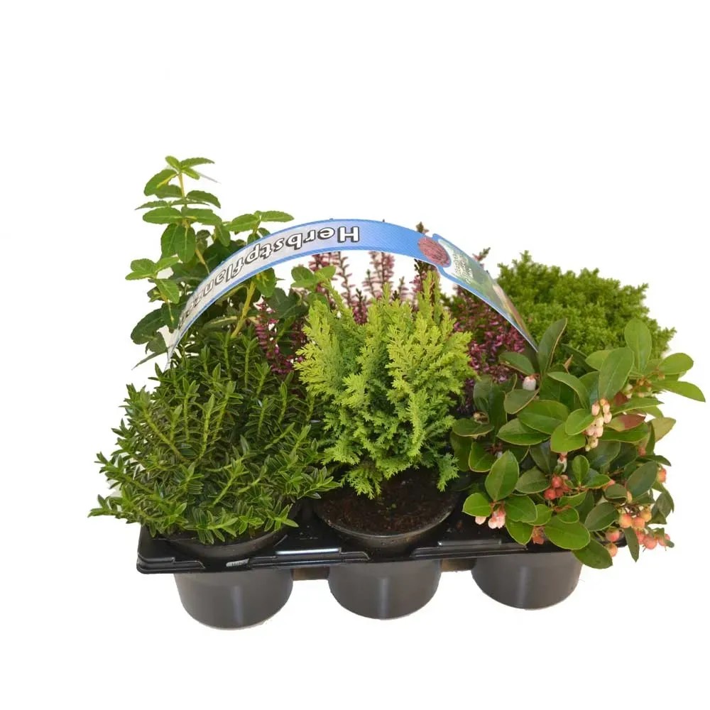 Herbstpflanzen-Mix Topf Ø 9 cm / 6er-Tray kaufen bei OBI