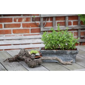 Blu Bio Menthe marocaine pour thé en pot (Ø 12cm) sur table avec déco.