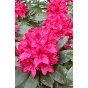 Rododendro in fiore in vari colori, vaso da 15 l.