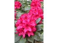 Rhododendron Verschiedene Farben 15 l