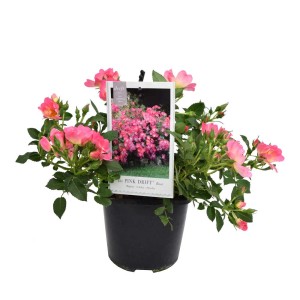 Bodendeckerrose Drift Pink im Topf, zartrosa Blüten, kompakter Wuchs. Ideal für Beet und Kübel.