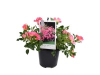 Bodendeckerrose Drift Pink Topf 2,8 l Bodendeckerrose Drift Pink Topf 2,8 l