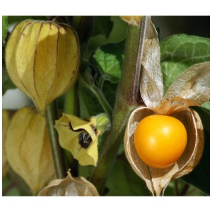 Primo piano di un'alchechengi (Physalis Edulis) con lanterna di frutta e fiore.