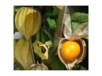 Andenbeere Physalis Edulis C1