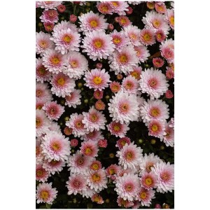 Nahaufnahme von rosa Chrysanthemen (Garden Mums) im Topf. Winterharte Herbstblüher mit gelber Mitte.