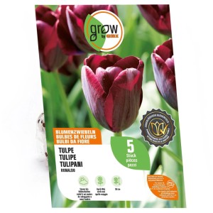 Confezione bulbi tulipano Ronaldo OBI, rosso scuro, 5 pezzi, 50 cm. Per giardino e fiori recisi.