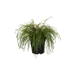 Cipresso a filo 'Whipcord', varietà di cipresso verde in vaso con rami pendenti a forma di filo.
