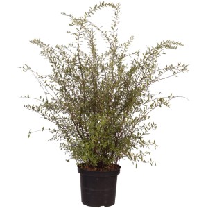 Spirea da neve 'Grefsheim' in vaso da 10 l, alta circa 100 cm. Arbusto di spirea per giardino e aiuola.