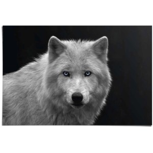 Maxiposter: Weißer Wolf mit blauen Augen, 61x91,5 cm. Tier-Poster für Wanddekoration.