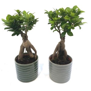 Due bonsai Ficus Ginseng in vasi di ceramica a coste, bonsai da interno.