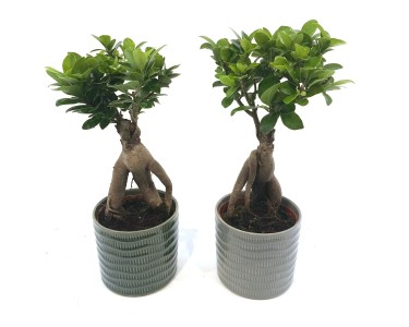 Bonsai in Keramiktopf Ficus ginseng Topf  12 cm / 1 Stk.