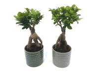 Bonsai in Keramiktopf Ficus ginseng Topf Ø 12 cm / 1 Stk.