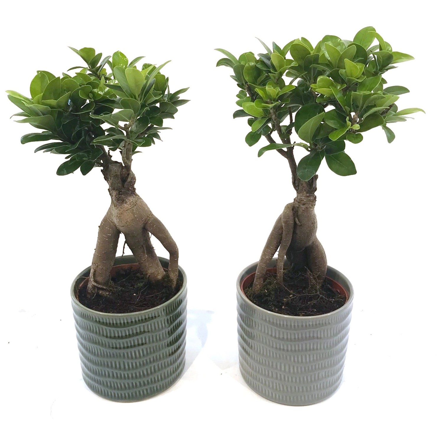 Bonsai in Keramiktopf Ficus ginseng Topf Ø 12 cm / 1 Stk. kaufen bei OBI